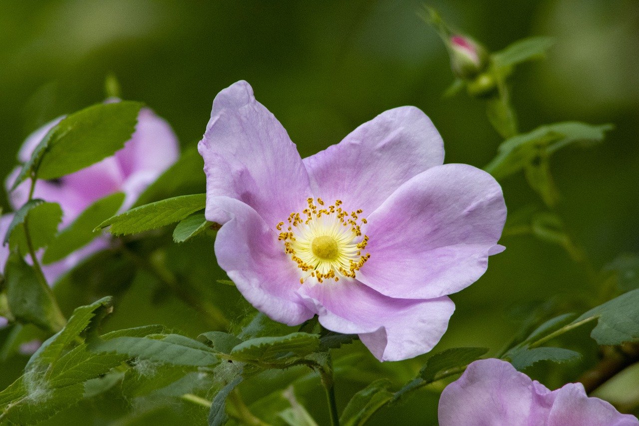 Maintaining Beautiful Roses All Year Round